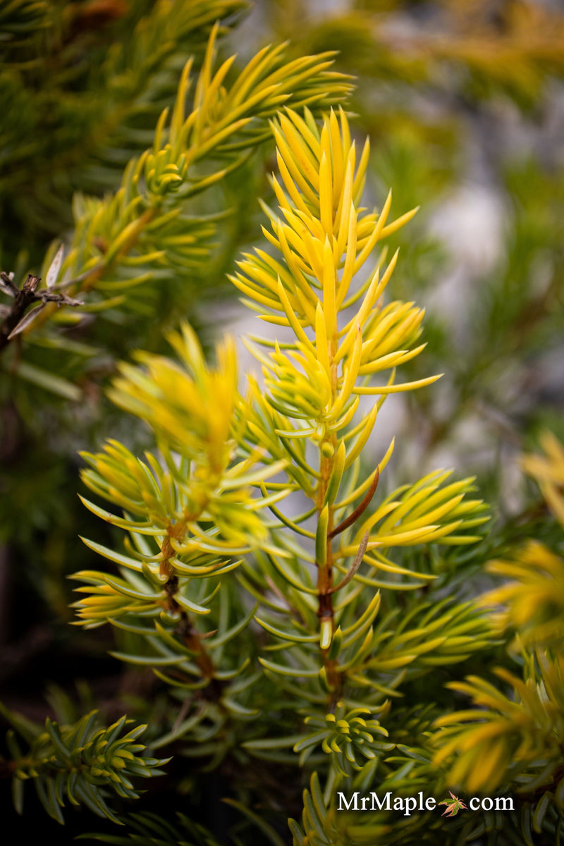 - Juniperus rigida conferta 'Golden Pacific' ™ Shore Juniper - Mr Maple │ Buy Japanese Maple Trees