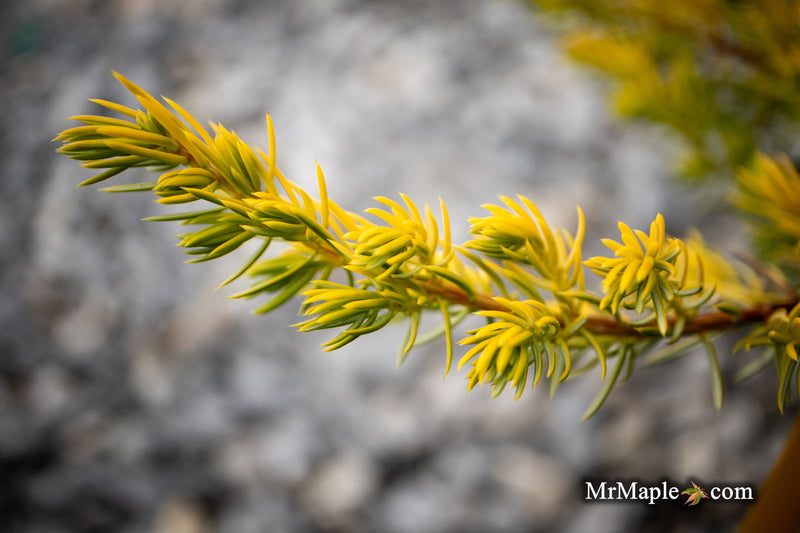 - Juniperus rigida conferta 'Golden Pacific' ™ Shore Juniper - Mr Maple │ Buy Japanese Maple Trees