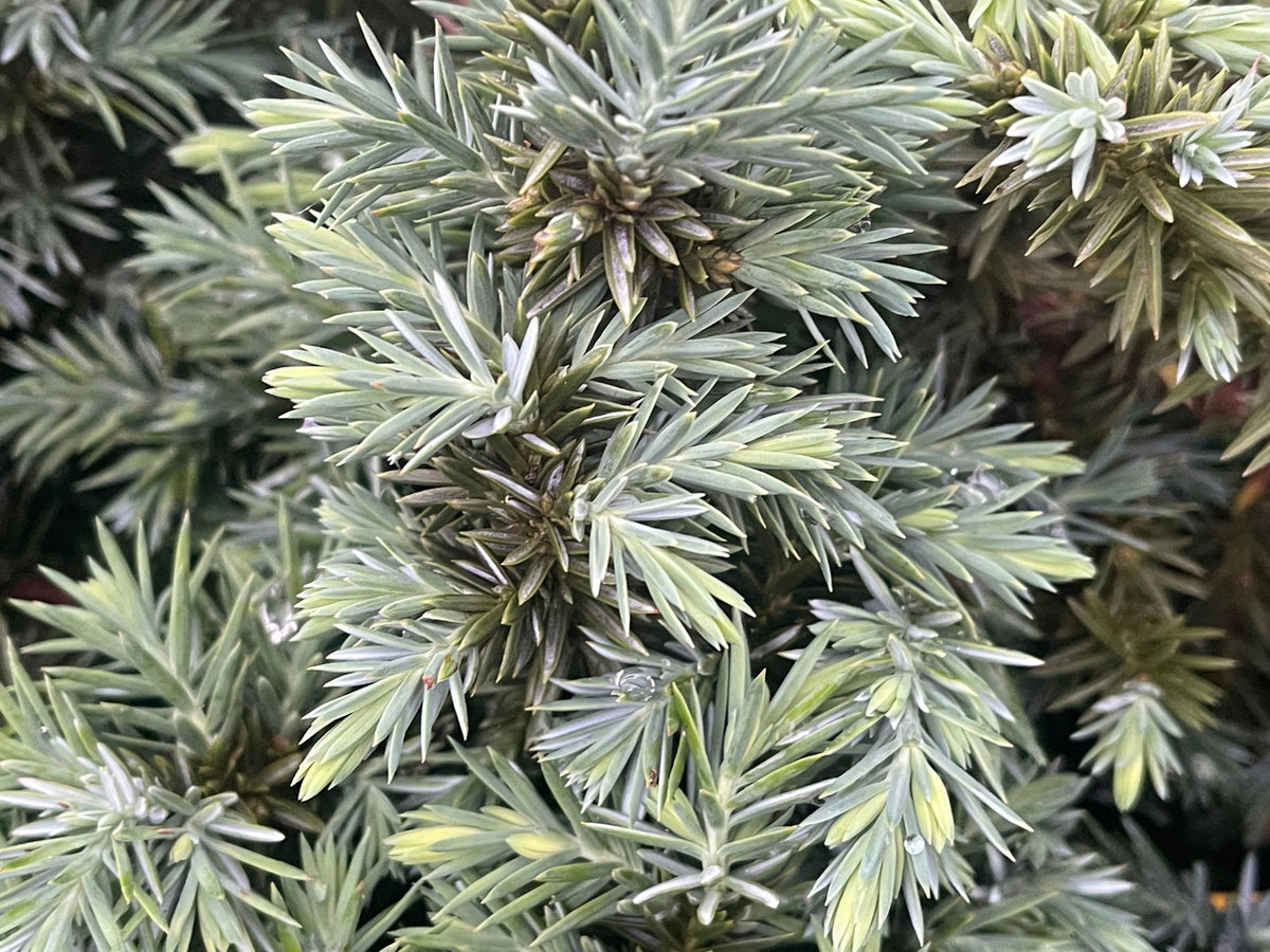 Buy Juniperus rigida conferta 'Silver MIst' Shore Juniper — Mr Maple ...