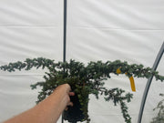 - Juniperus rigida conferta 'Silver Mist' Shore Juniper - Mr Maple │ Buy Japanese Maple Trees