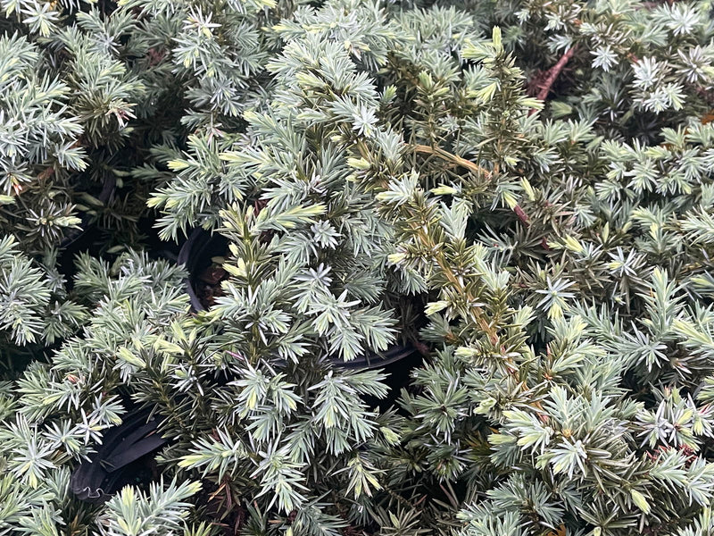 - Juniperus rigida conferta 'Silver Mist' Shore Juniper - Mr Maple │ Buy Japanese Maple Trees