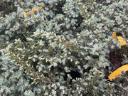 - Juniperus rigida conferta 'Silver Mist' Shore Juniper - Mr Maple │ Buy Japanese Maple Trees