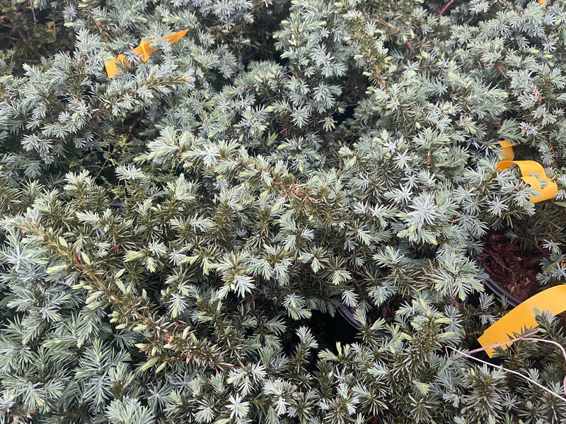 - Juniperus rigida conferta 'Silver Mist' Shore Juniper - Mr Maple │ Buy Japanese Maple Trees