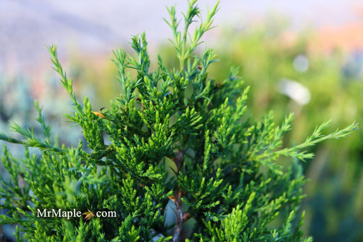 - Juniperus virginiana 'Emerald Sentinel' Eastern Red Cedar - Mr Maple │ Buy Japanese Maple Trees