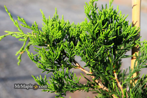 - Juniperus virginiana 'Emerald Sentinel' Eastern Red Cedar - Mr Maple │ Buy Japanese Maple Trees