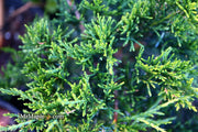 - Juniperus virginiana 'Emerald Sentinel' Eastern Red Cedar - Mr Maple │ Buy Japanese Maple Trees