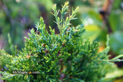 - Juniperus virginiana 'Emerald Sentinel' Eastern Red Cedar - Mr Maple │ Buy Japanese Maple Trees