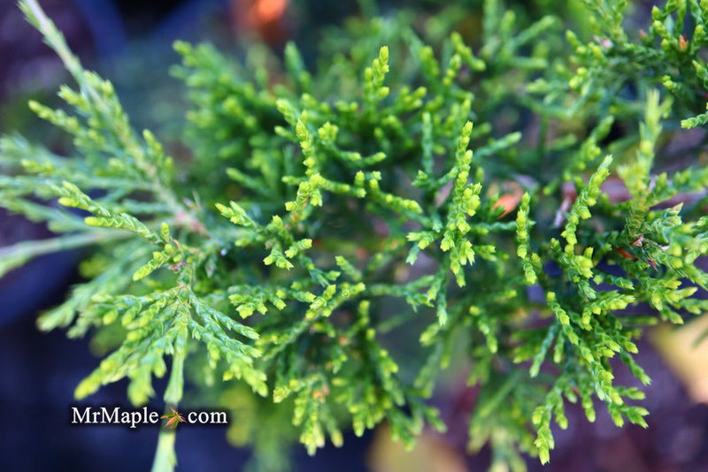 - Juniperus virginiana 'Emerald Sentinel' Eastern Red Cedar - Mr Maple │ Buy Japanese Maple Trees
