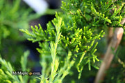 - Juniperus virginiana 'Emerald Sentinel' Eastern Red Cedar - Mr Maple │ Buy Japanese Maple Trees