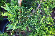 - Juniperus virginiana 'Emerald Sentinel' Eastern Red Cedar - Mr Maple │ Buy Japanese Maple Trees