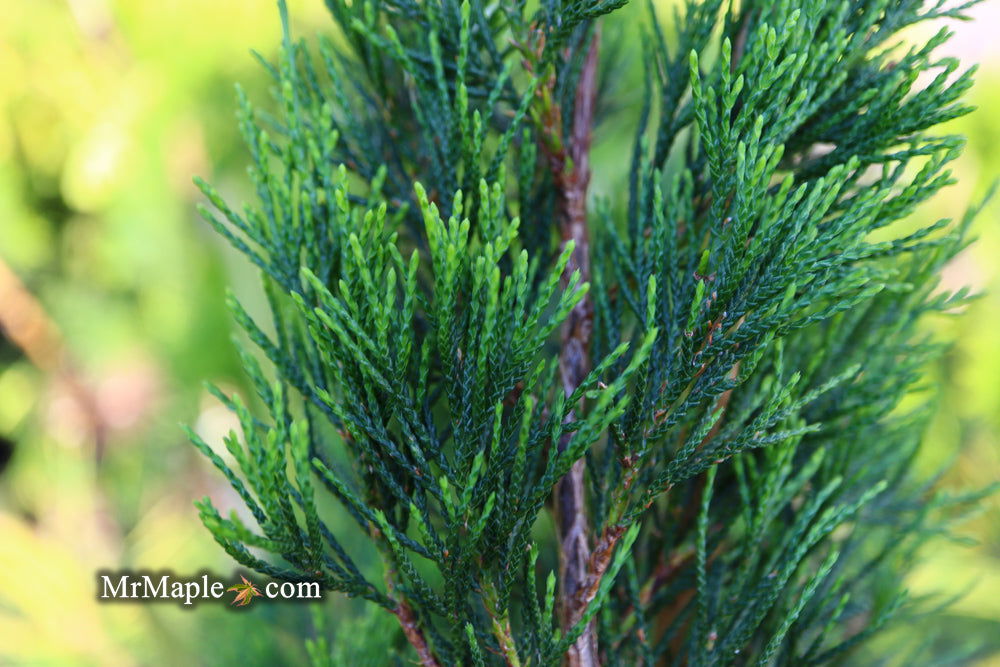 Buy Juniperus virginiana 'Idyllwild' Eastern Red Cedar — Mr Maple