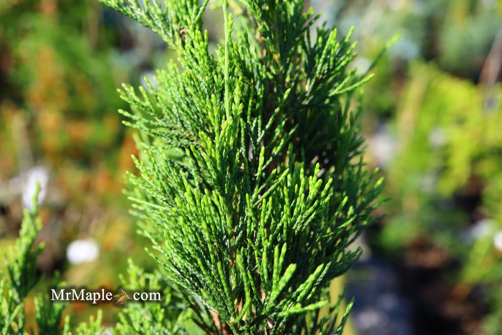 Buy Juniperus virginiana 'Idyllwild' Eastern Red Cedar — Mr Maple