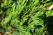- Juniperus virginiana 'Idyllwild' Eastern Red Cedar - Mr Maple │ Buy Japanese Maple Trees