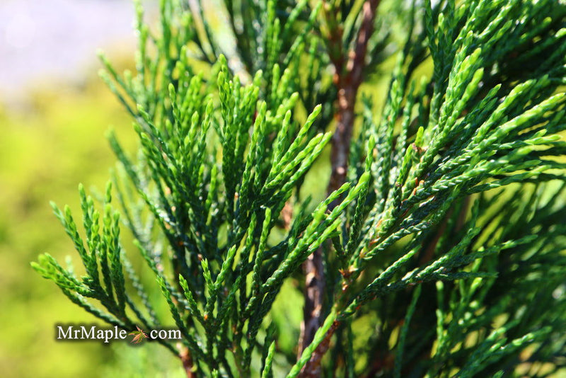 - Juniperus virginiana 'Idyllwild' Eastern Red Cedar - Mr Maple │ Buy Japanese Maple Trees