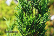 - Juniperus virginiana 'Idyllwild' Eastern Red Cedar - Mr Maple │ Buy Japanese Maple Trees