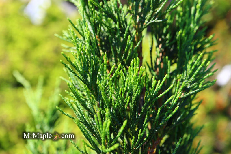 - Juniperus virginiana 'Idyllwild' Eastern Red Cedar - Mr Maple │ Buy Japanese Maple Trees