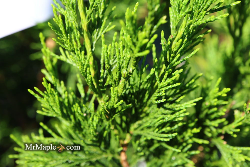 Buy Juniperus virginiana 'Idyllwild' Eastern Red Cedar — Mr Maple