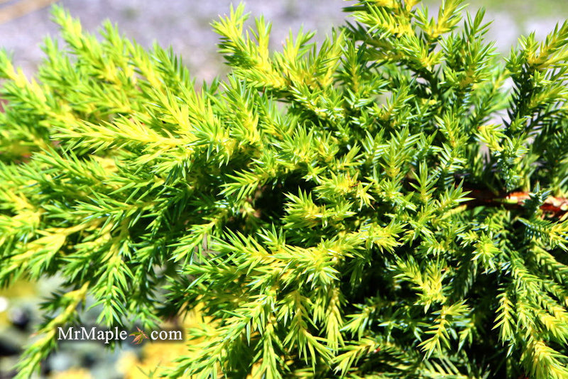 - Juniperus × pfitzeriana ‘Daub’s Frosted’ Golden Juniper - Mr Maple │ Buy Japanese Maple Trees