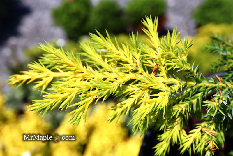 - Juniperus × pfitzeriana ‘Daub’s Frosted’ Golden Juniper - Mr Maple │ Buy Japanese Maple Trees