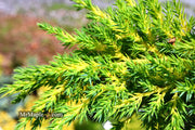 - Juniperus × pfitzeriana ‘Daub’s Frosted’ Golden Juniper - Mr Maple │ Buy Japanese Maple Trees