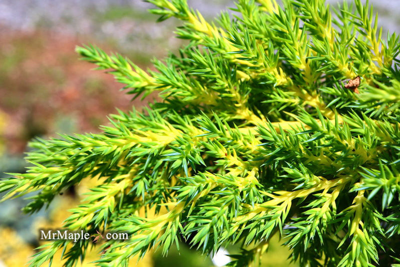 - Juniperus × pfitzeriana ‘Daub’s Frosted’ Golden Juniper - Mr Maple │ Buy Japanese Maple Trees