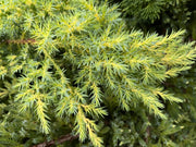 - Juniperus × pfitzeriana ‘Daub’s Frosted’ Golden Juniper - Mr Maple │ Buy Japanese Maple Trees