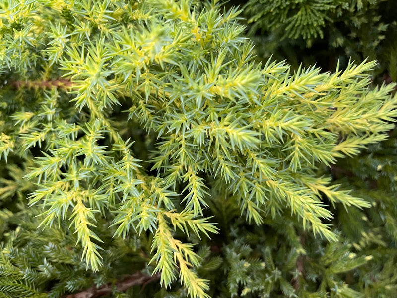 - Juniperus × pfitzeriana ‘Daub’s Frosted’ Golden Juniper - Mr Maple │ Buy Japanese Maple Trees