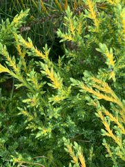 - Juniperus × pfitzeriana ‘Daub’s Frosted’ Golden Juniper - Mr Maple │ Buy Japanese Maple Trees