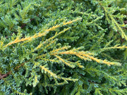 - Juniperus × pfitzeriana ‘Daub’s Frosted’ Golden Juniper - Mr Maple │ Buy Japanese Maple Trees