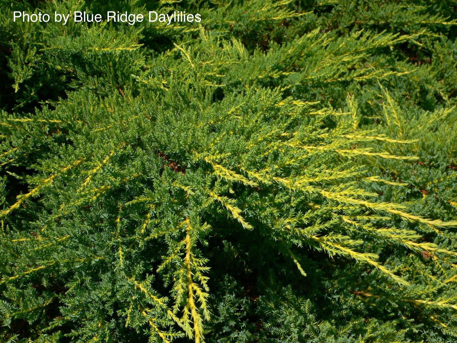 Juniperus x pfitzeriana 'Daub's Frosted' Juniper - Thumbnail 2