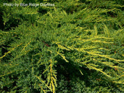 - Juniperus × pfitzeriana ‘Daub’s Frosted’ Golden Juniper - Mr Maple │ Buy Japanese Maple Trees