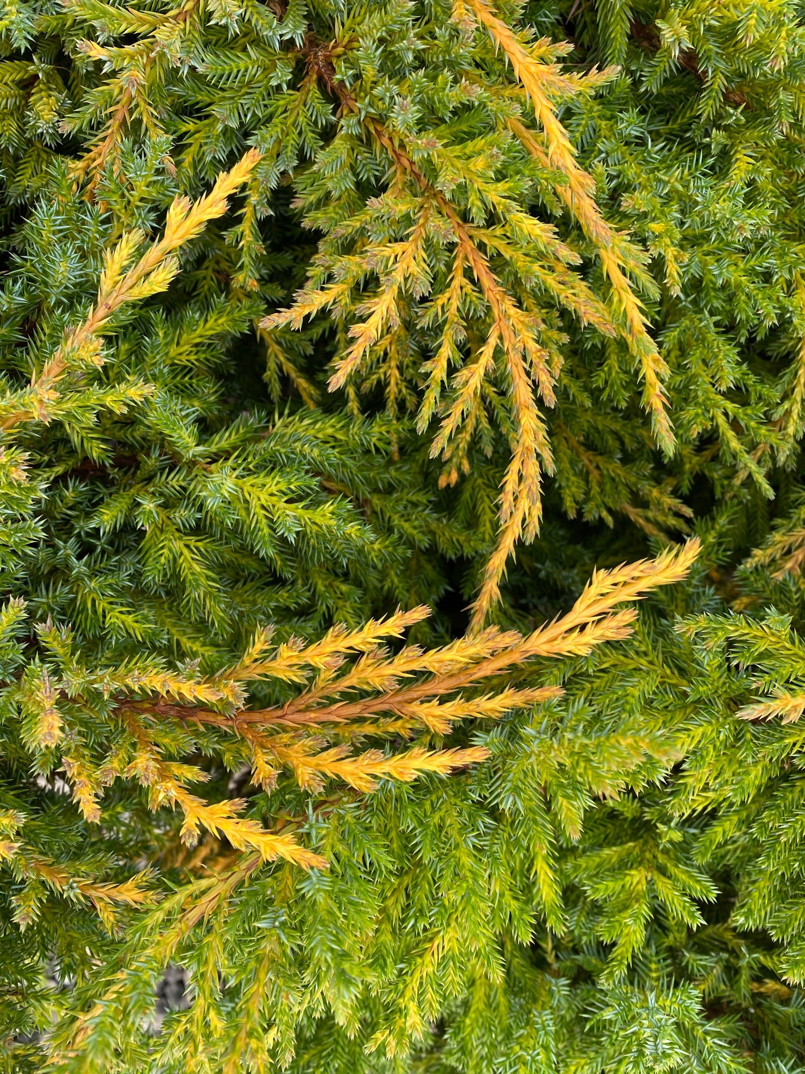 Juniperus x pfitzeriana 'Daub's Frosted' Juniper