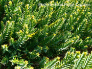 - Juniperus × pfitzeriana ‘Daub’s Frosted’ Golden Juniper - Mr Maple │ Buy Japanese Maple Trees