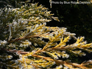 - Juniperus × pfitzeriana ‘Daub’s Frosted’ Golden Juniper - Mr Maple │ Buy Japanese Maple Trees