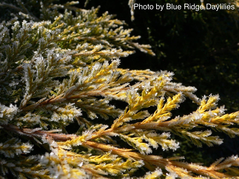 - Juniperus × pfitzeriana ‘Daub’s Frosted’ Golden Juniper - Mr Maple │ Buy Japanese Maple Trees