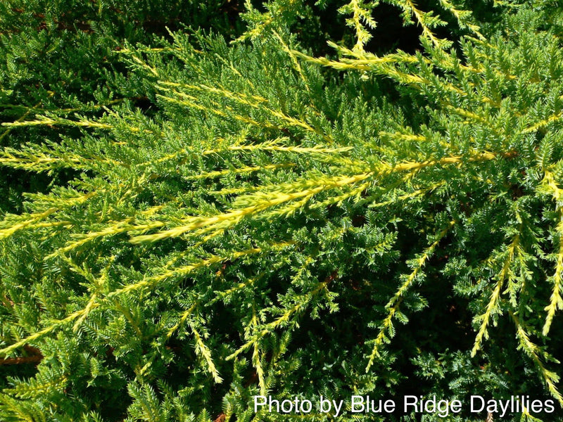 - Juniperus × pfitzeriana ‘Daub’s Frosted’ Golden Juniper - Mr Maple │ Buy Japanese Maple Trees