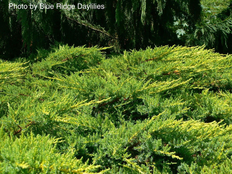 - Juniperus × pfitzeriana ‘Daub’s Frosted’ Golden Juniper - Mr Maple │ Buy Japanese Maple Trees