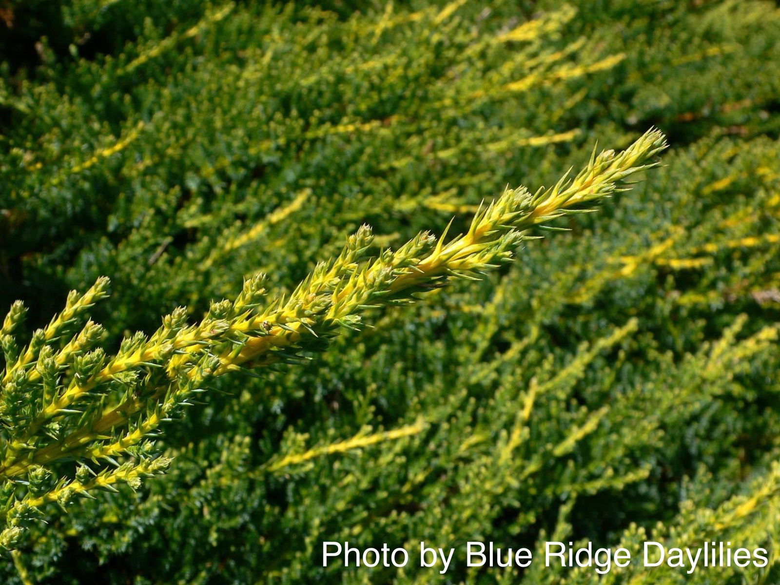 Juniperus x pfitzeriana 'Daub's Frosted' Juniper - Thumbnail 3