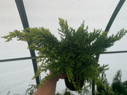 - Juniperus × pfitzeriana ‘Daub’s Frosted’ Golden Juniper - Mr Maple │ Buy Japanese Maple Trees