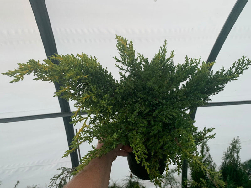 - Juniperus × pfitzeriana ‘Daub’s Frosted’ Golden Juniper - Mr Maple │ Buy Japanese Maple Trees