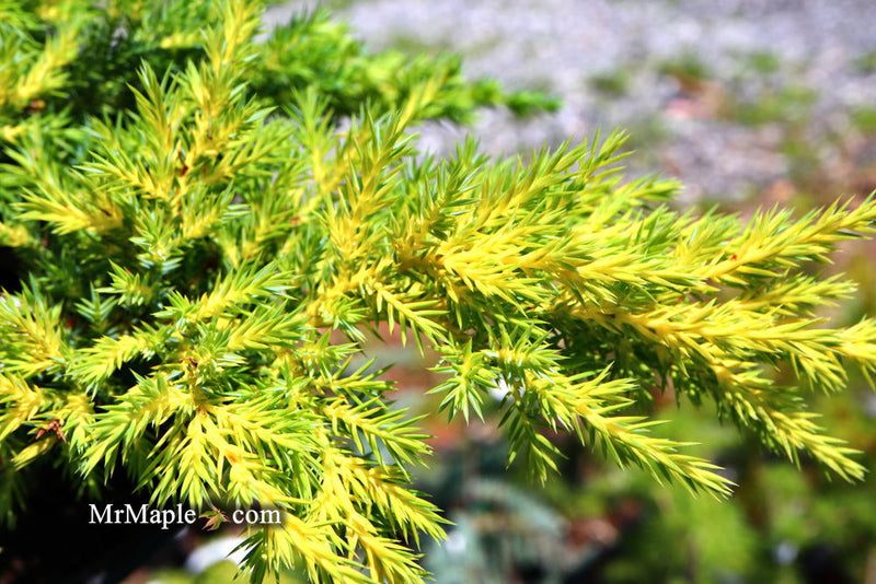 - Juniperus × pfitzeriana ‘Daub’s Frosted’ Golden Juniper - Mr Maple │ Buy Japanese Maple Trees