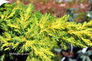 - Juniperus × pfitzeriana ‘Daub’s Frosted’ Golden Juniper - Mr Maple │ Buy Japanese Maple Trees