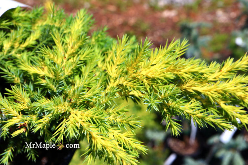 - Juniperus × pfitzeriana ‘Daub’s Frosted’ Golden Juniper - Mr Maple │ Buy Japanese Maple Trees