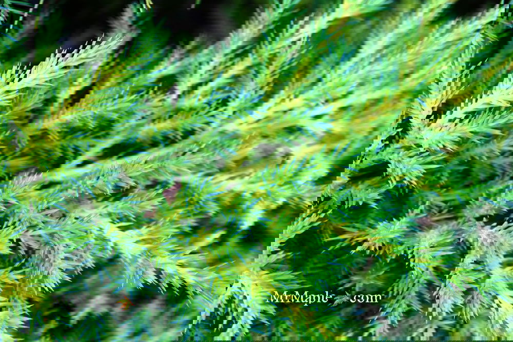 Juniperus x pfitzeriana 'Daub's Frosted' Golden Juniper - Thumbnail 3