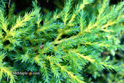 - Juniperus × pfitzeriana ‘Daub’s Frosted’ Golden Juniper - Mr Maple │ Buy Japanese Maple Trees