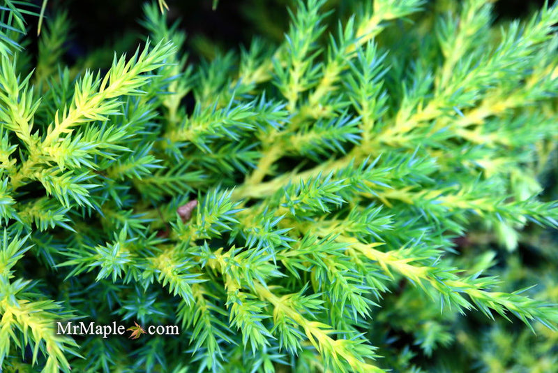 - Juniperus × pfitzeriana ‘Daub’s Frosted’ Golden Juniper - Mr Maple │ Buy Japanese Maple Trees