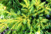 - Juniperus × pfitzeriana ‘Daub’s Frosted’ Golden Juniper - Mr Maple │ Buy Japanese Maple Trees