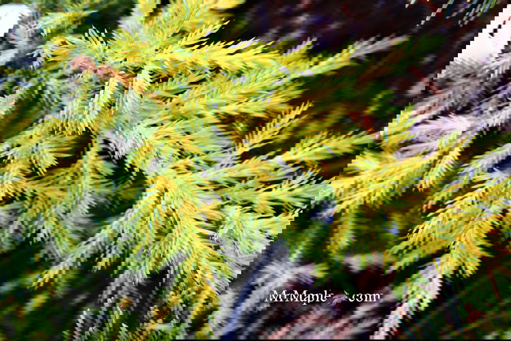 Juniperus x pfitzeriana 'Daub's Frosted' Golden Juniper - Thumbnail 2