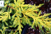 - Juniperus × pfitzeriana ‘Daub’s Frosted’ Golden Juniper - Mr Maple │ Buy Japanese Maple Trees
