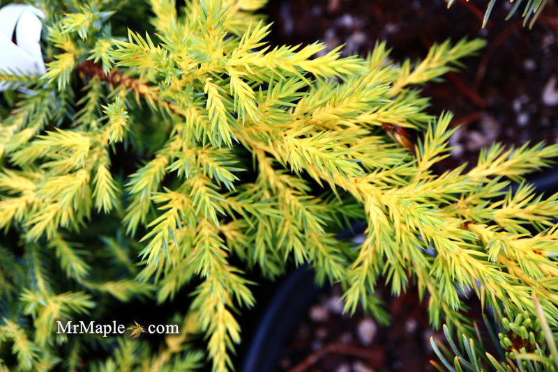- Juniperus × pfitzeriana ‘Daub’s Frosted’ Golden Juniper - Mr Maple │ Buy Japanese Maple Trees